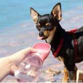 Flašica za vodu sa posudom za pse-Automatska